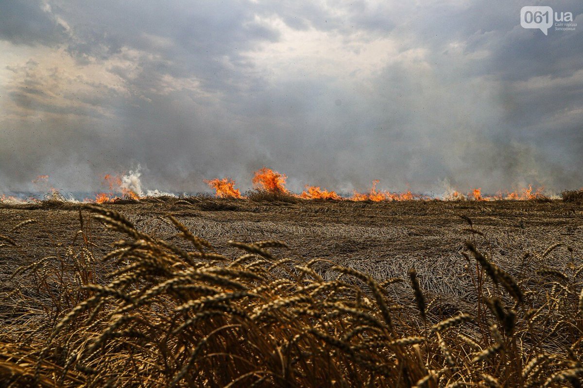 About 250 hectares of crops burnt at Temyrivka village of Zaporizhzhia region as result of Russian shelling